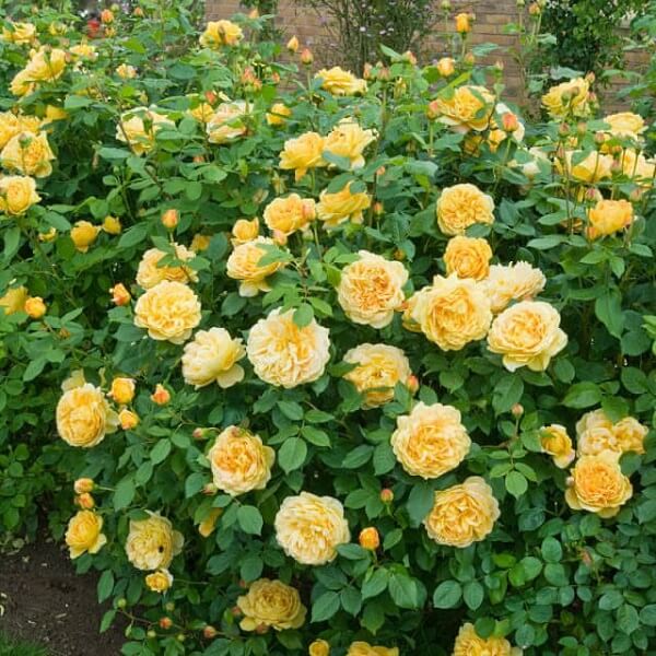  hoa hồng đẹp nhất Việt Nam